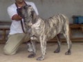 Matriz - Fila Brasileiro Tigrado - Canil Singular - Cocada